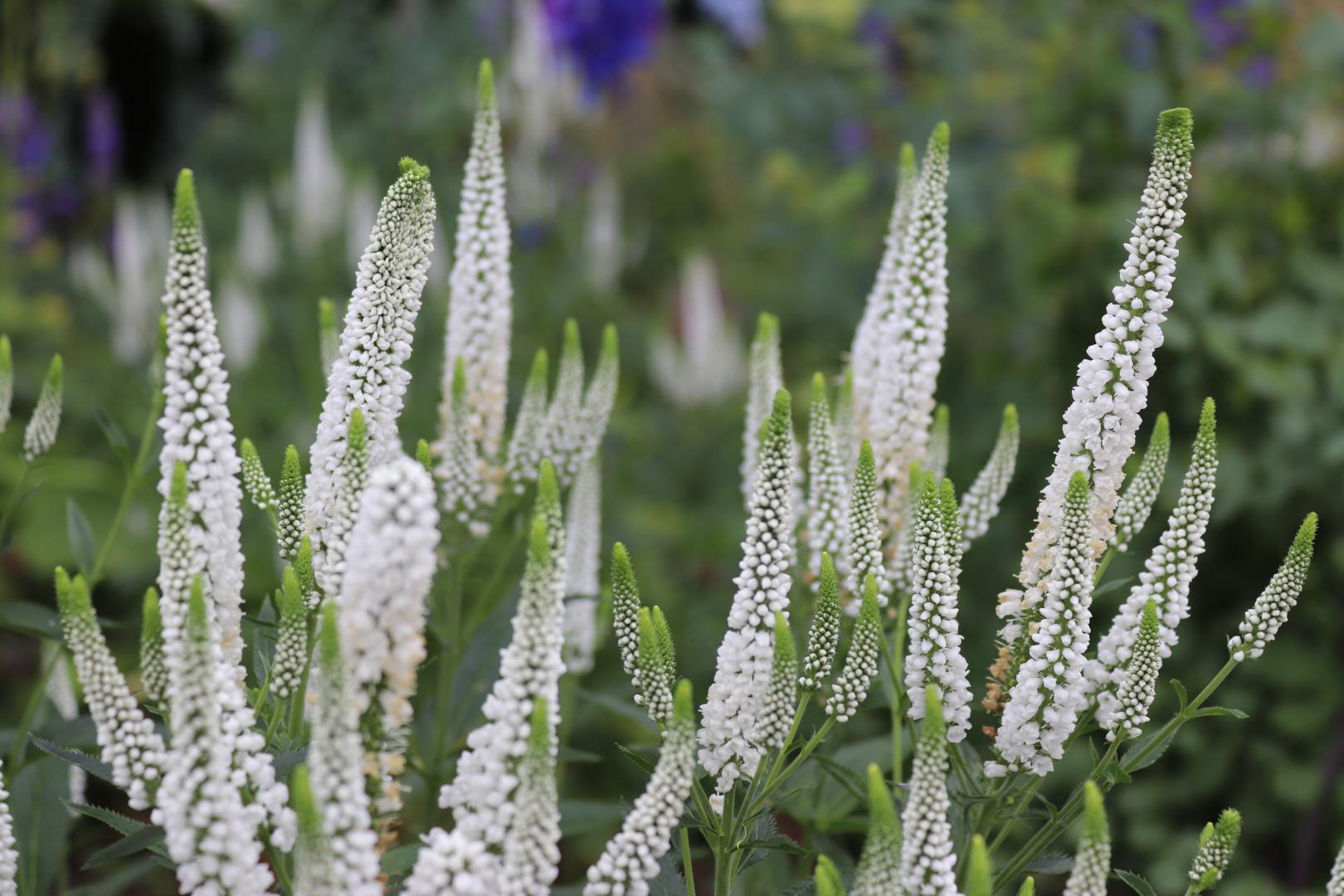 Veronica spicata "First Lady" 0.10 - 0.20 m by Gradina Noastra