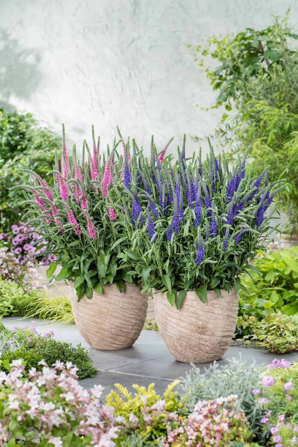 Veronica "Rose Zwerg" - Gradina Noastra