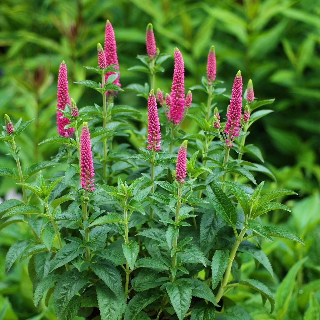 Veronica spicata "First Love"