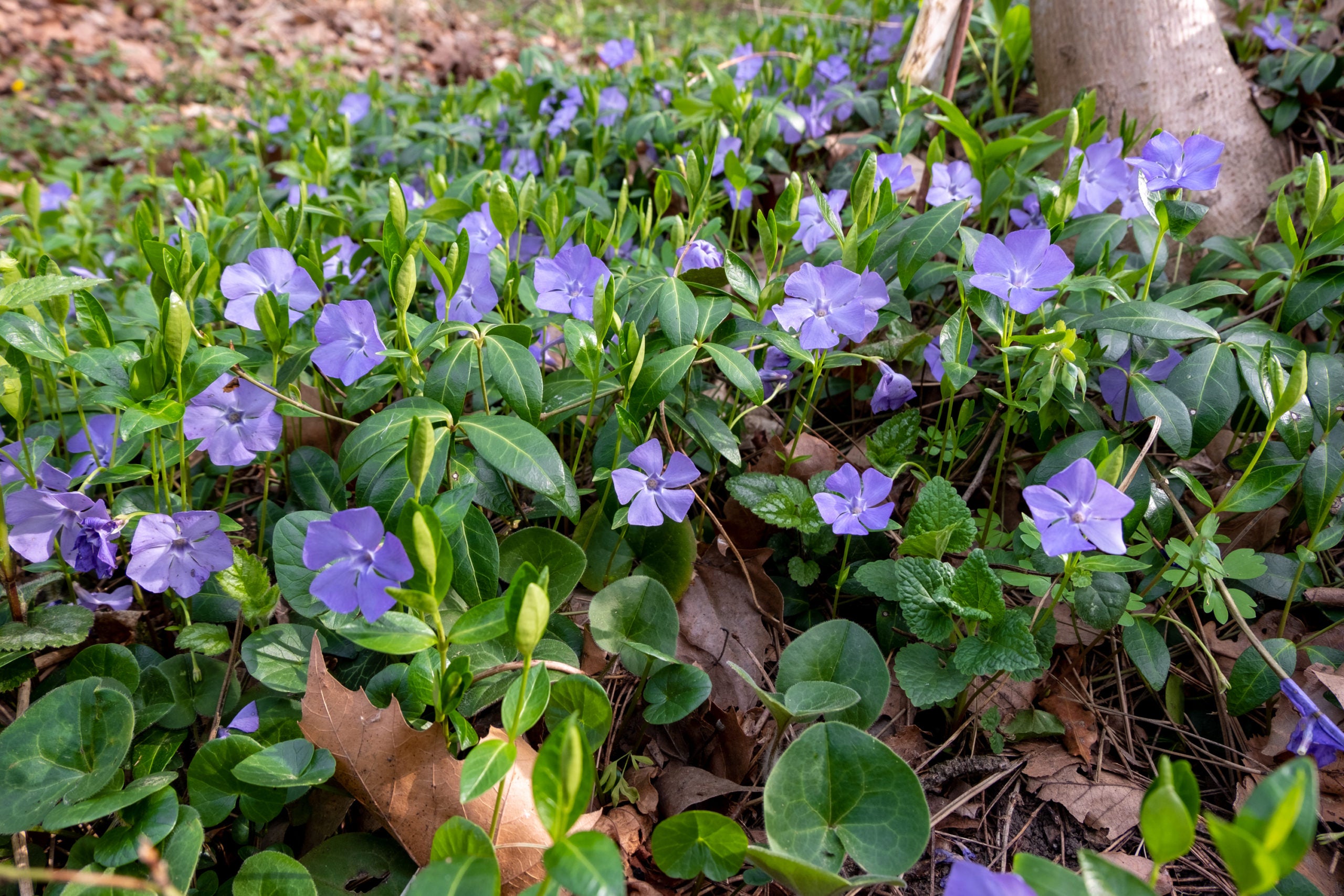 Vinca minor 0.20 - 0.40 m by Gradina Noastra