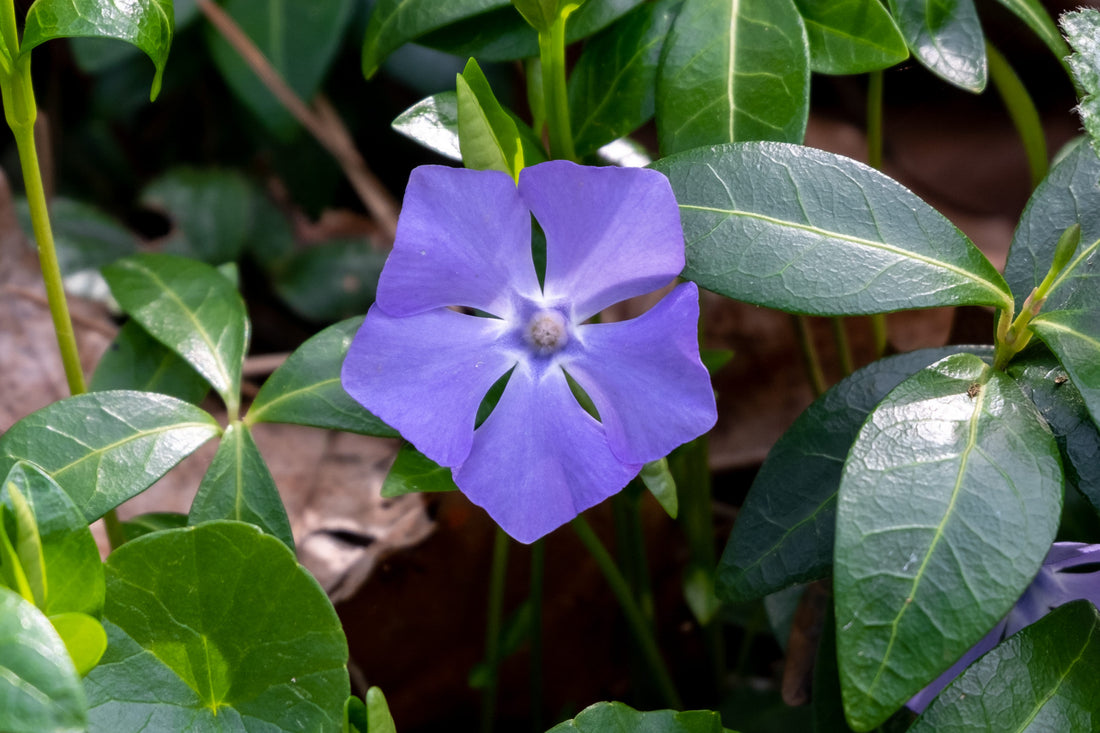 Vinca minor 0.20 - 0.40 m by Gradina Noastra
