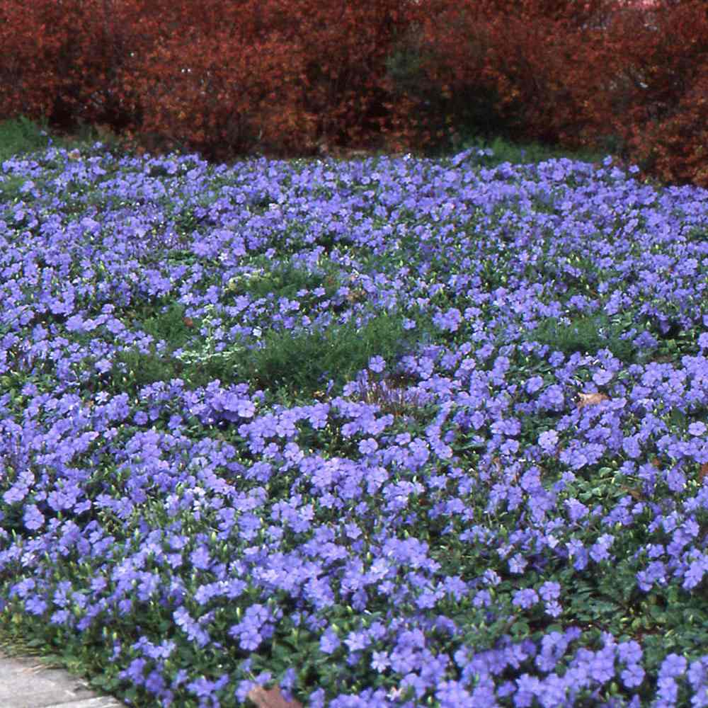 Vinca minor 0.20 - 0.40 m by Gradina Noastra