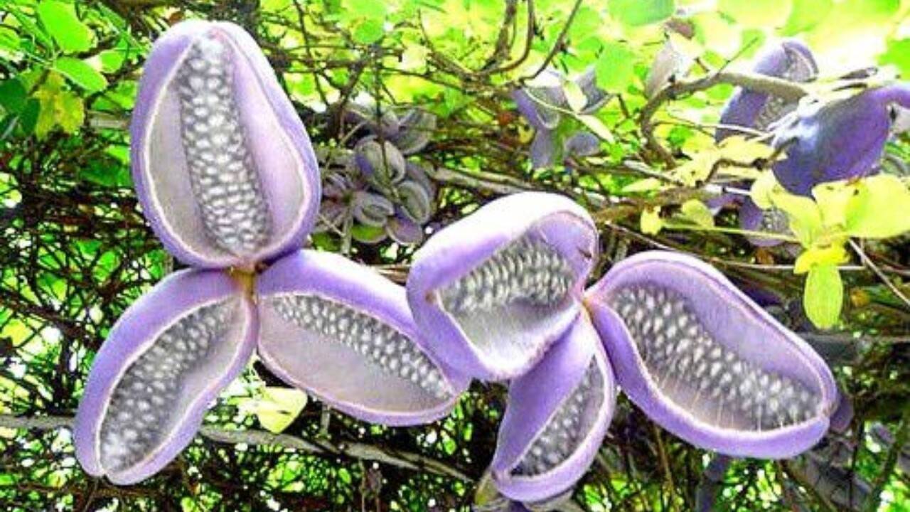 Vița de ciocolată 0.50 m / Akebia quinata / by gradina-noastra