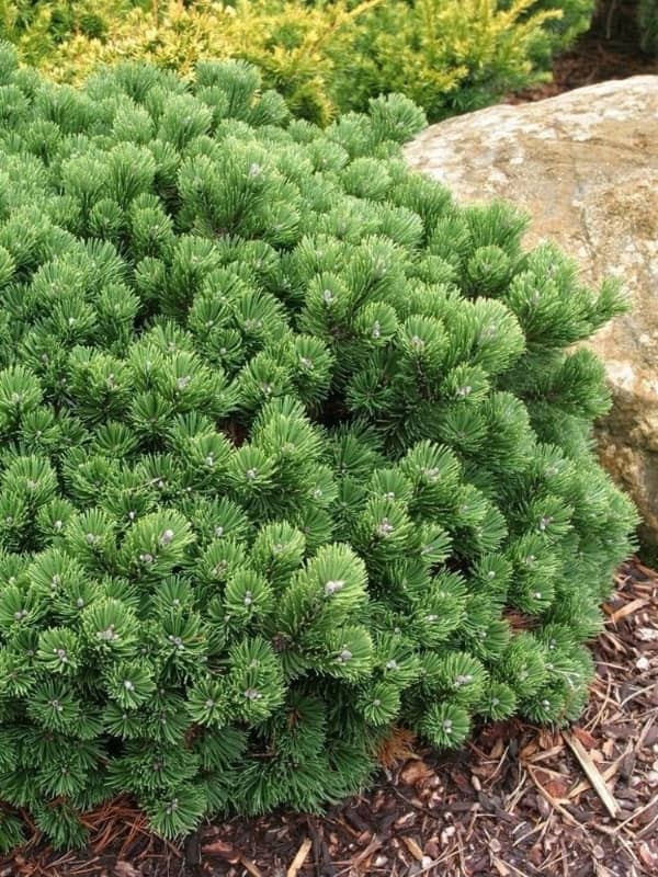 Pin pitic "Sherwood Compact" 0.20 - 0.25 m / Pinus mugo "Sherwood Compact"/ by gradina-noastra