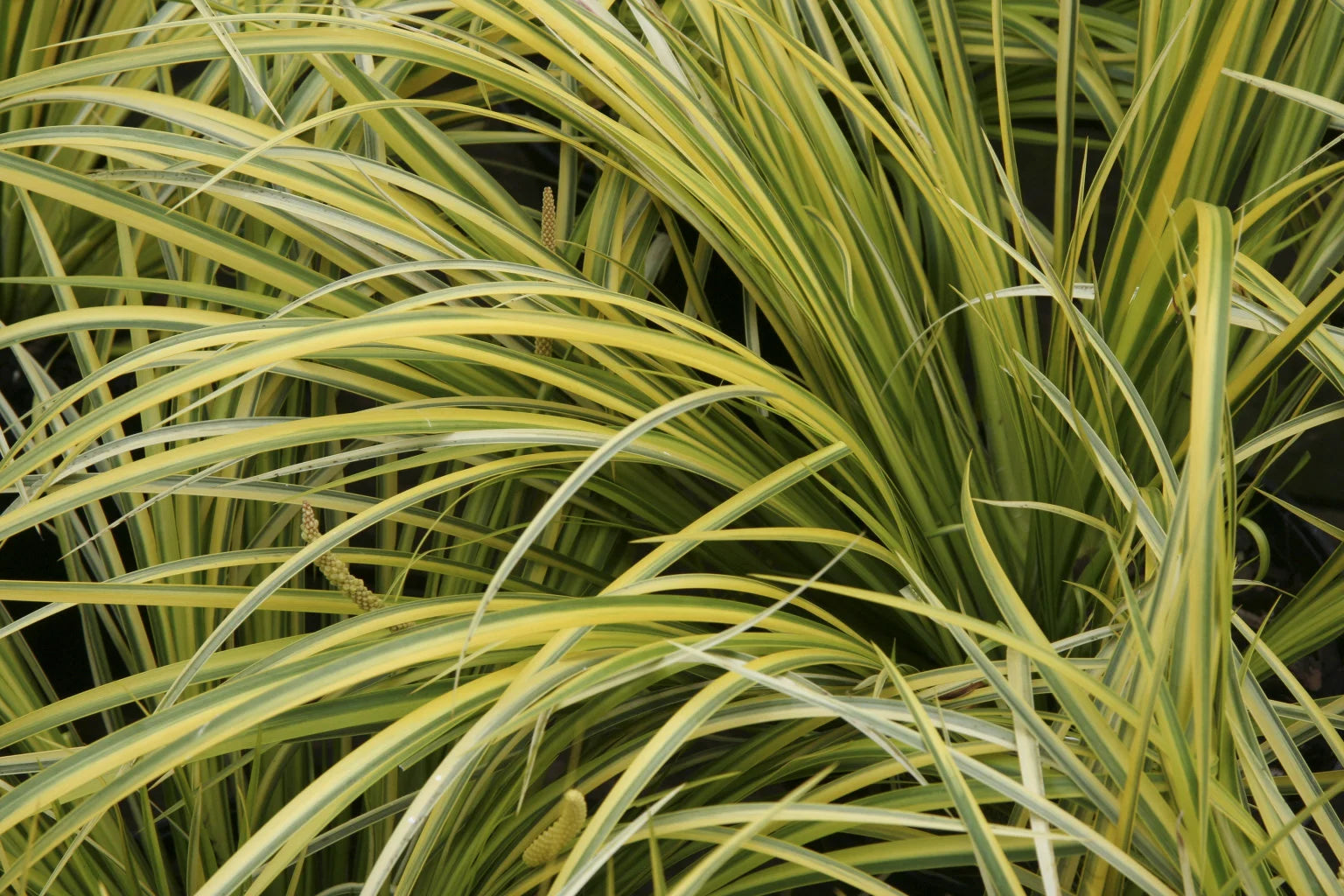 Acorus gramineus „Ogon”