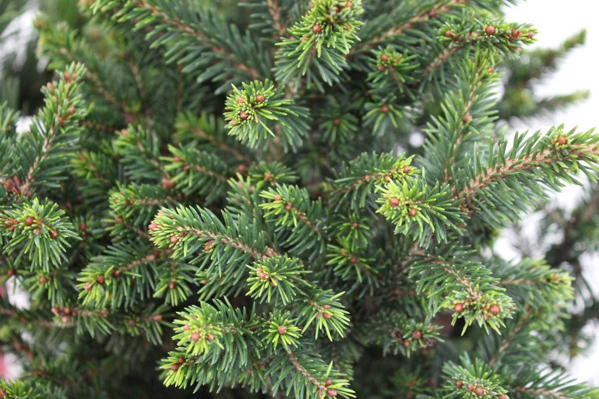 Molid "Wills Zwerg" 0.80 - 1.20 m / Picea abies "Wills Zwerg"/ by gradina-noastra