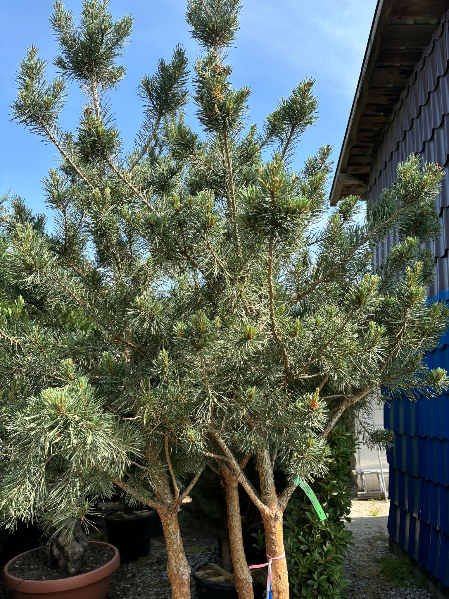 Pin de padure multitulpinal 2.00 -2.50 m / Pinus Sylvestris / - Gradina Noastra