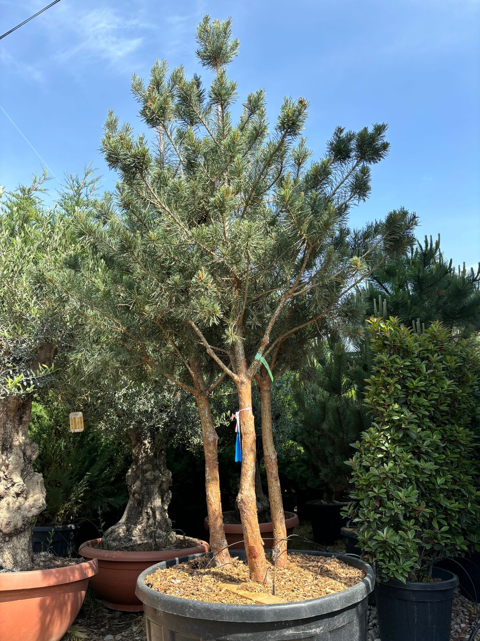 Pin de padure multitulpinal 2.00 -2.50 m / Pinus Sylvestris / - Gradina Noastra
