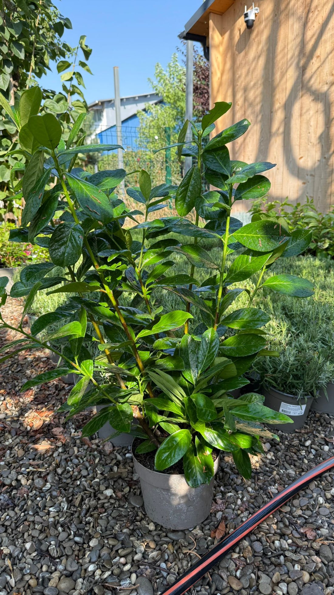 Laur englezesc "Novita" tufa / Prunus laurocerasus" Novita"/ by gradina-noastra