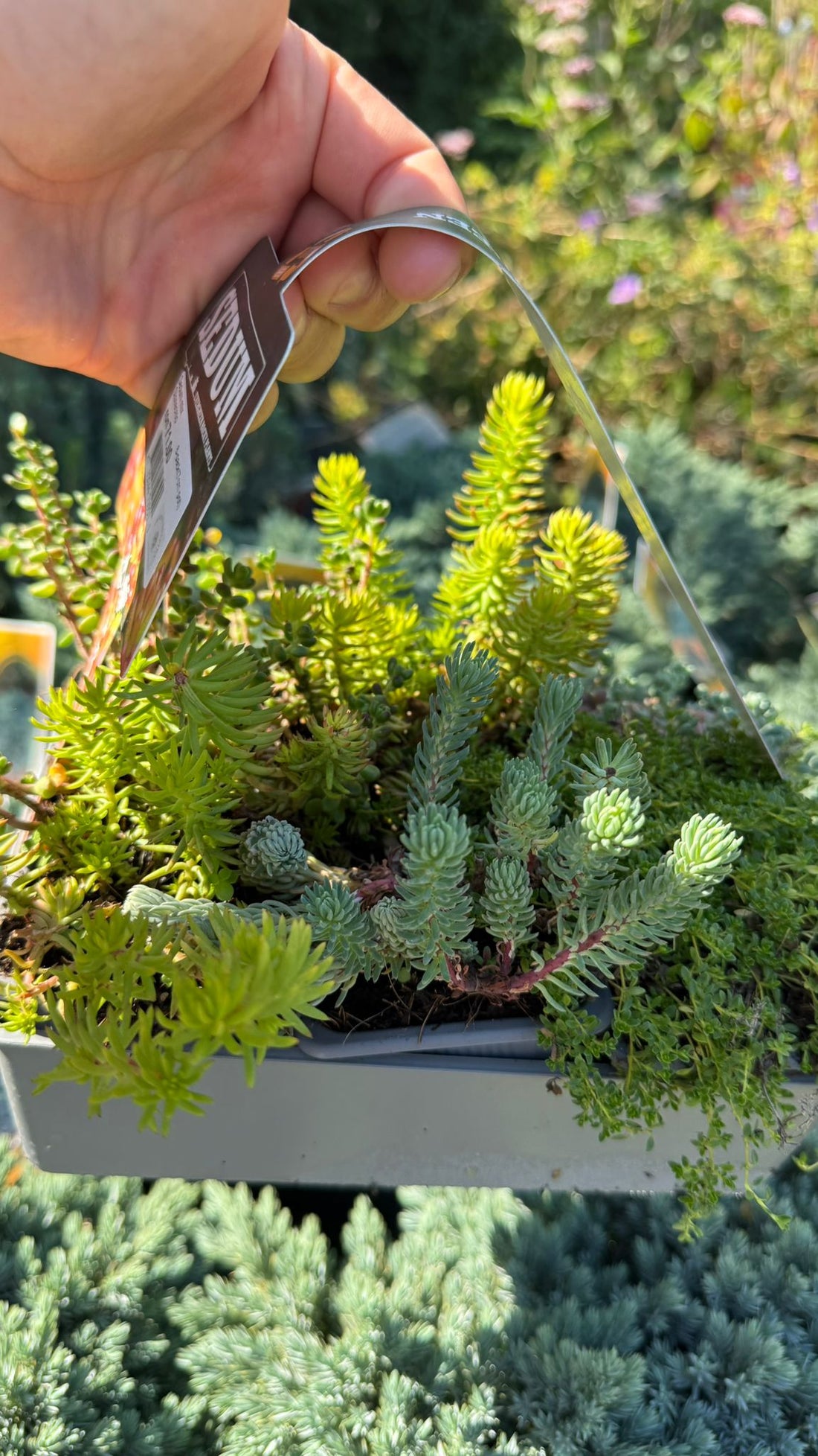 Iarba Grasă Mix pachet - / Sedum mix / Covor Viu Suculent Rezistent by gradina-noastra