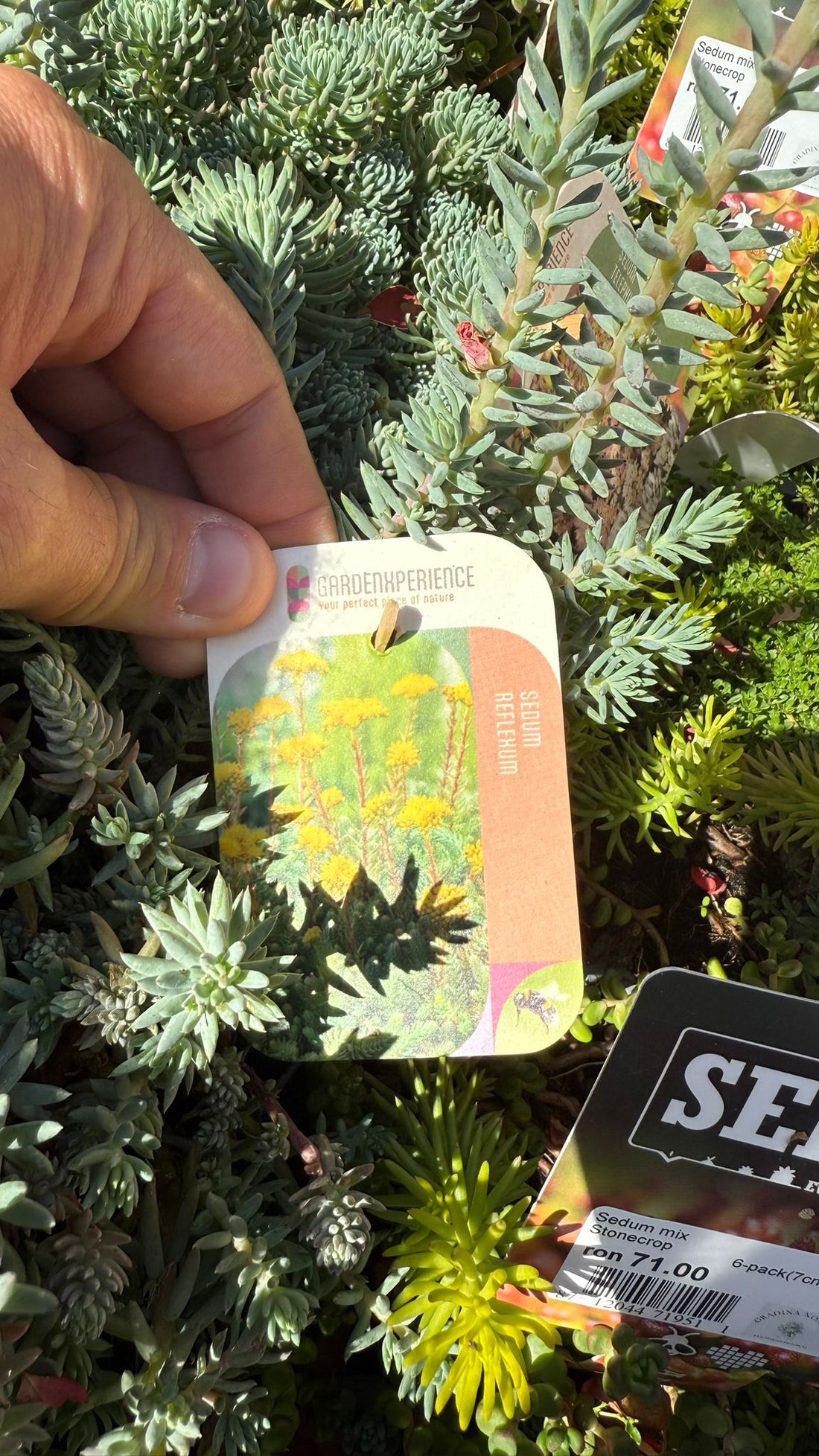 Iarba Grasă Mix/Buc - /Sedum Mix/ Covor Viu Suculent Rezistent by gradina-noastra