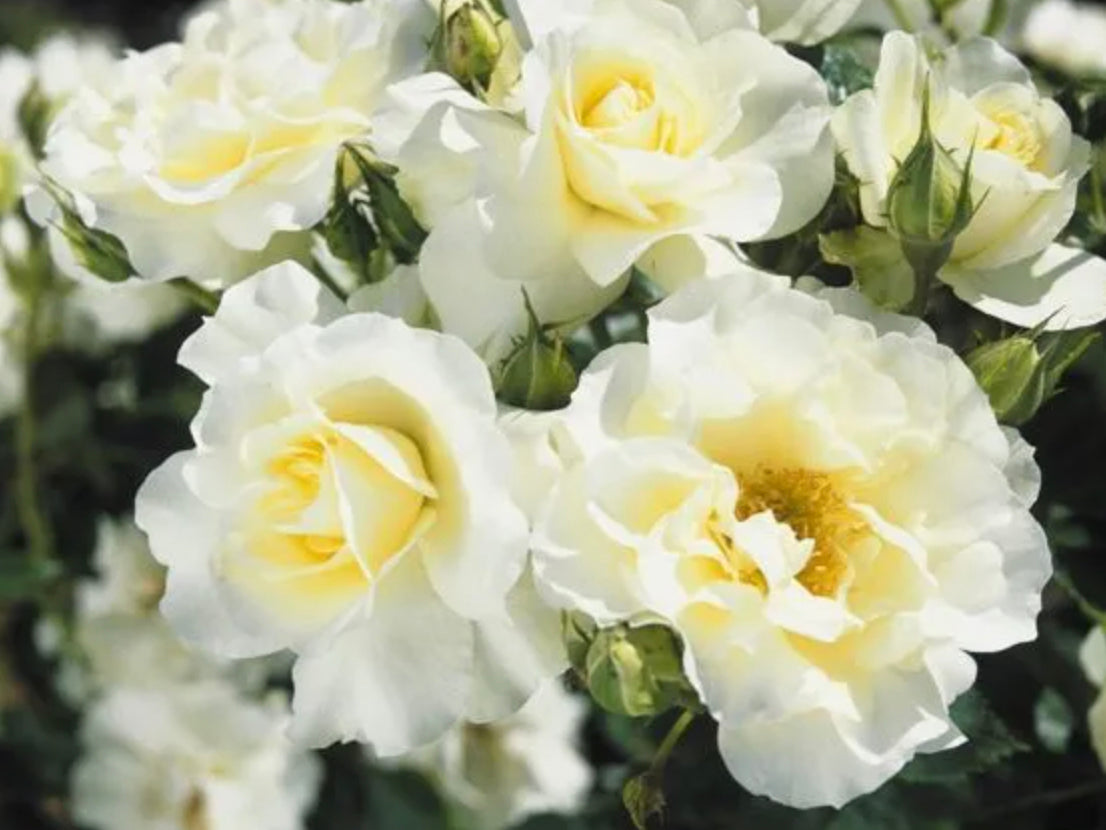 Trandafir pe picior "White Meilove" 1.20 - 1.30 m (Rosa "White Meilove") by Gradina Noastra