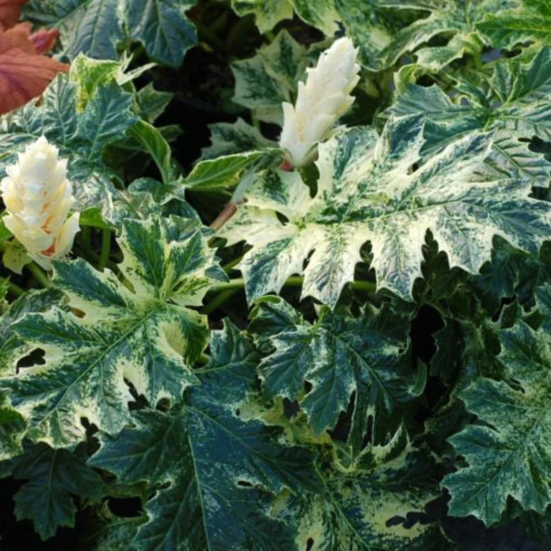 Acanthus mollis "Whitewater" are frunze elegante alb-crem și flori atrăgătoare, ideale pentru grădina ta.