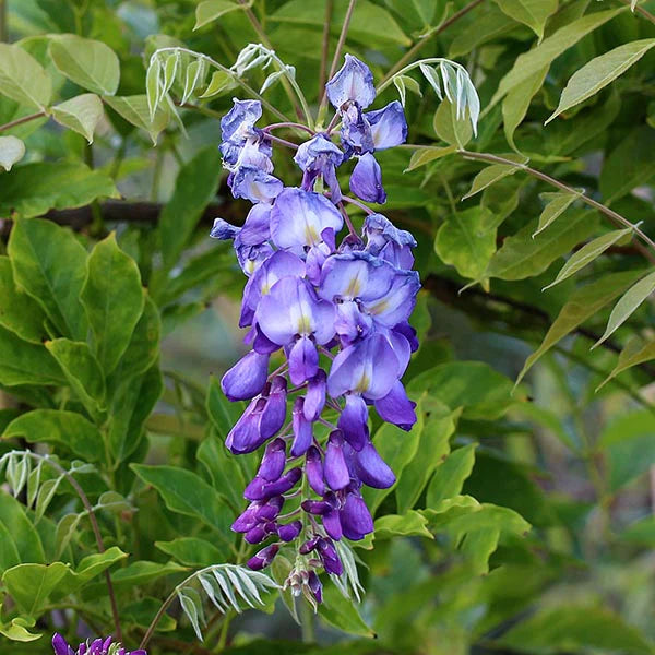 Glicina chinezească arbore 2.00 m / Wisteria chinensis "Prolific" / by gradina-noastra
