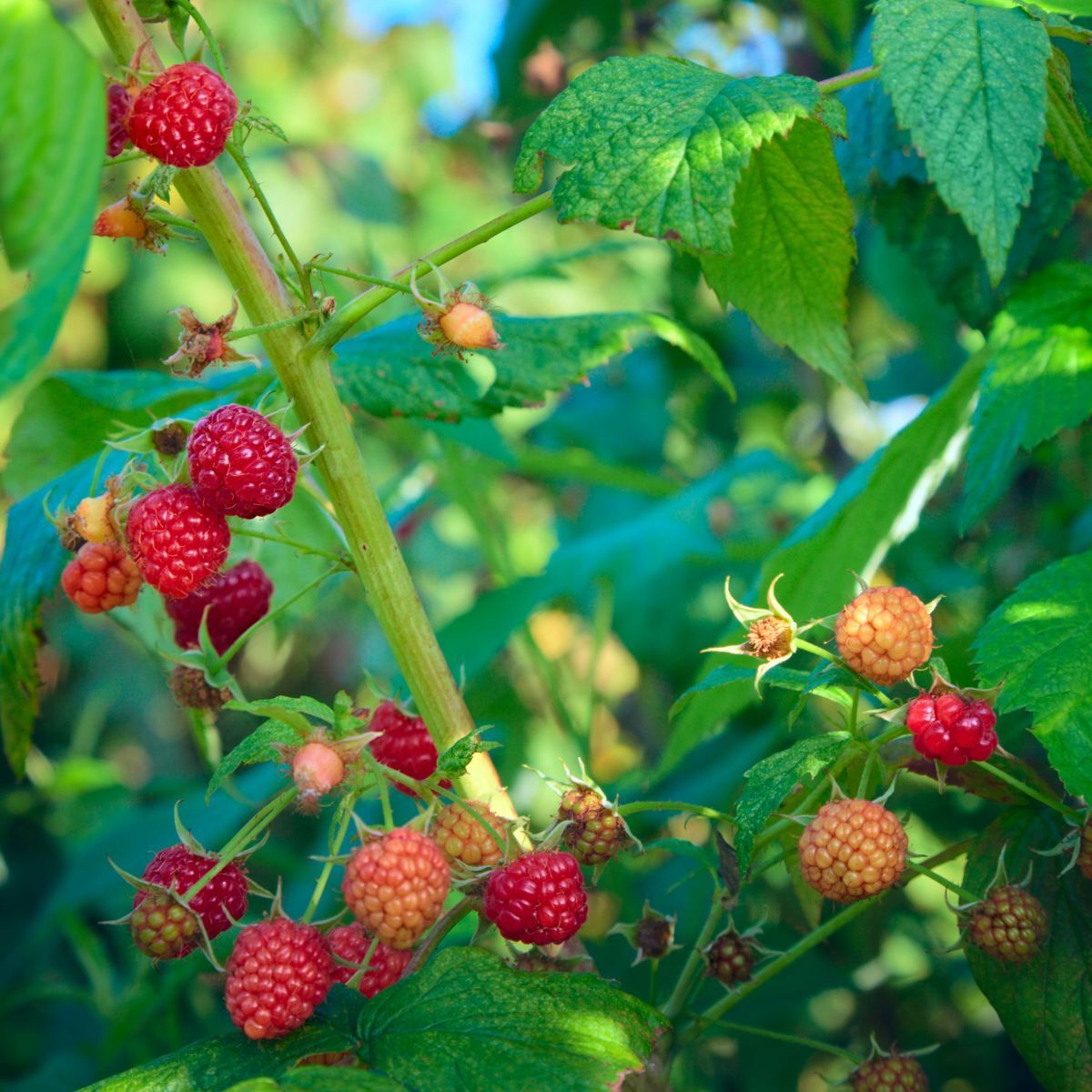 Zmeura "Autumn Bliss" /Rubus idaeus &