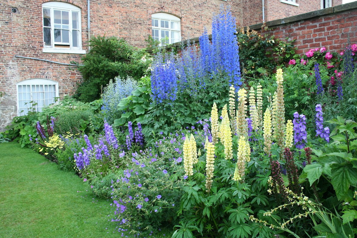 Lupinus "Gallery Yellow" by Gradina Noastra
