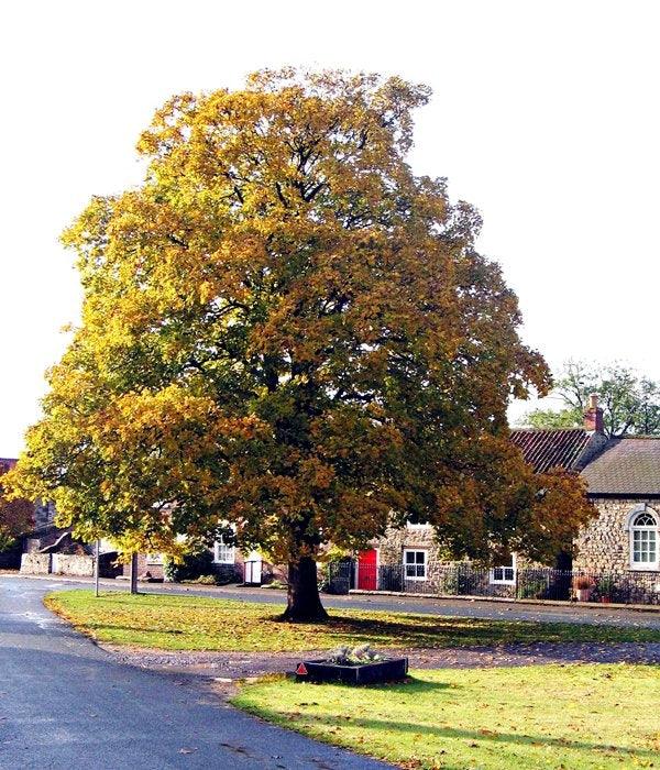 Paltin de munte 3.00 m / Acer pseudoplatanus / gradina-noastra