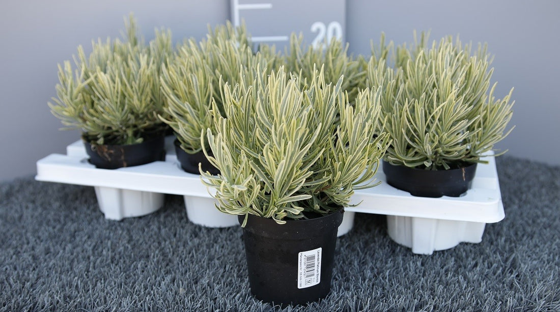 Lavanda "Platinum Blonde" 0.10 m / Lavandula angustifolia "Platinum Blonde"/ by gradina-noastra