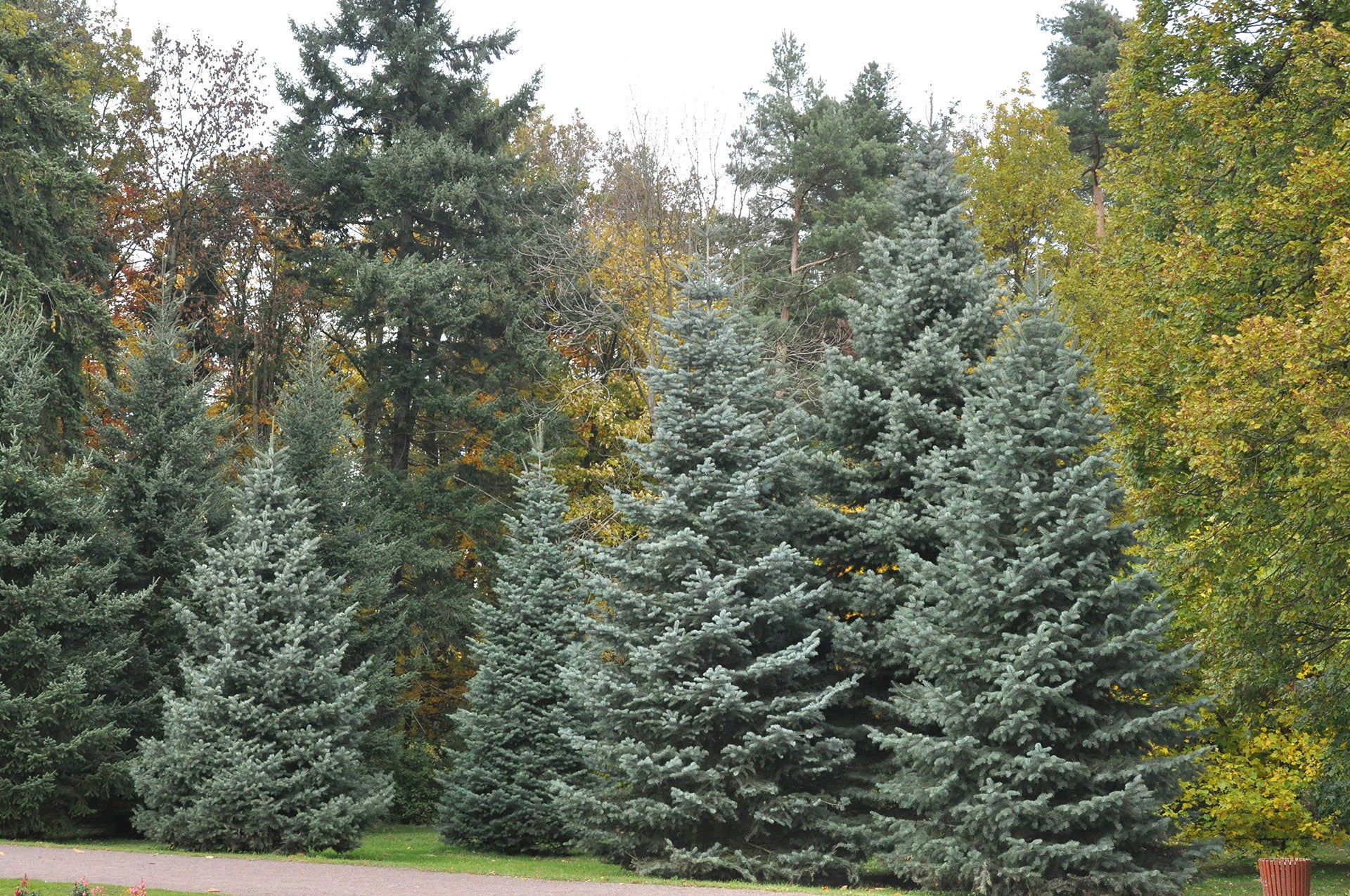 Brad alb / Abies concolor / - Gradina Noastra