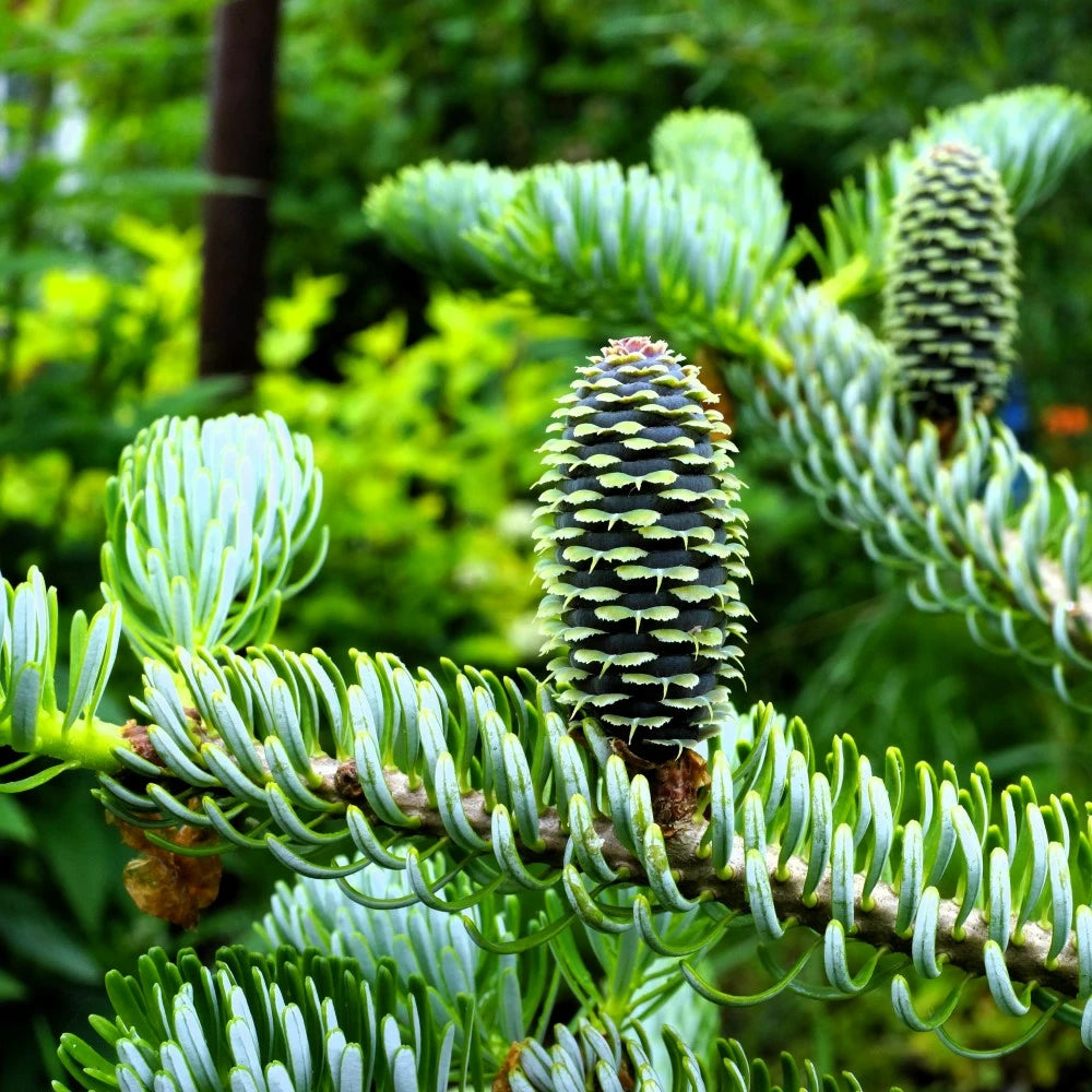 Brad coreean "Silberlocke" /Abies koreana "Silberlocke"/