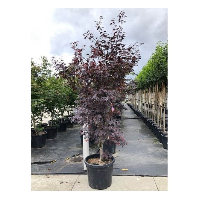 Artar japonez "Bloodgood" 1.70 - 1.80 m / Acer palmatum "Bloodgood" /
