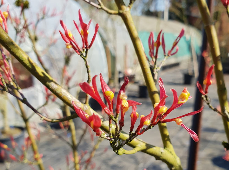 Artar japonez "Higasayama" 1.20 - 1.50 m / Acer palmatum "Higasayama"/ by gradina-noastra