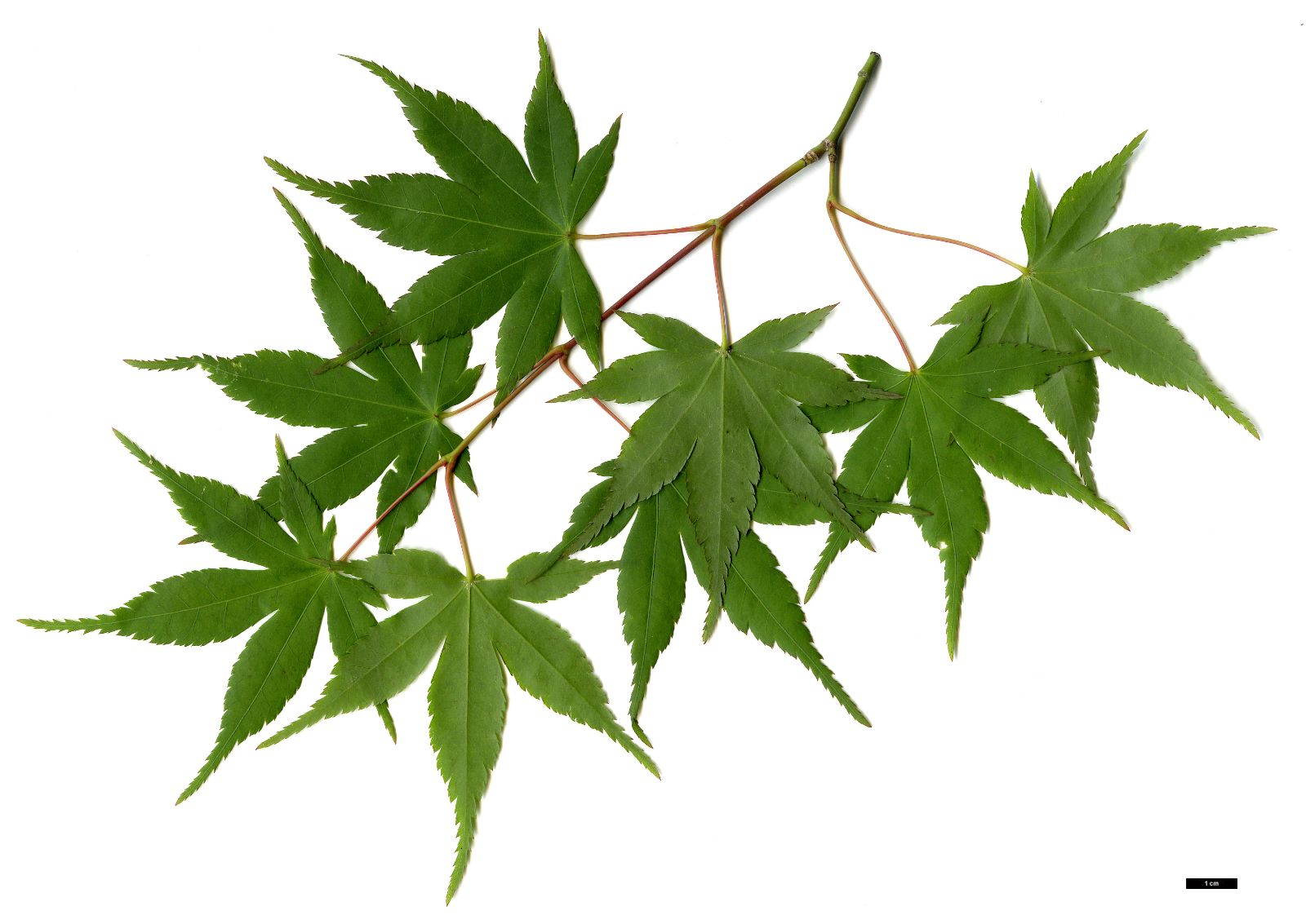 Artar japonez / Acer palmatum / by gradina-noastra