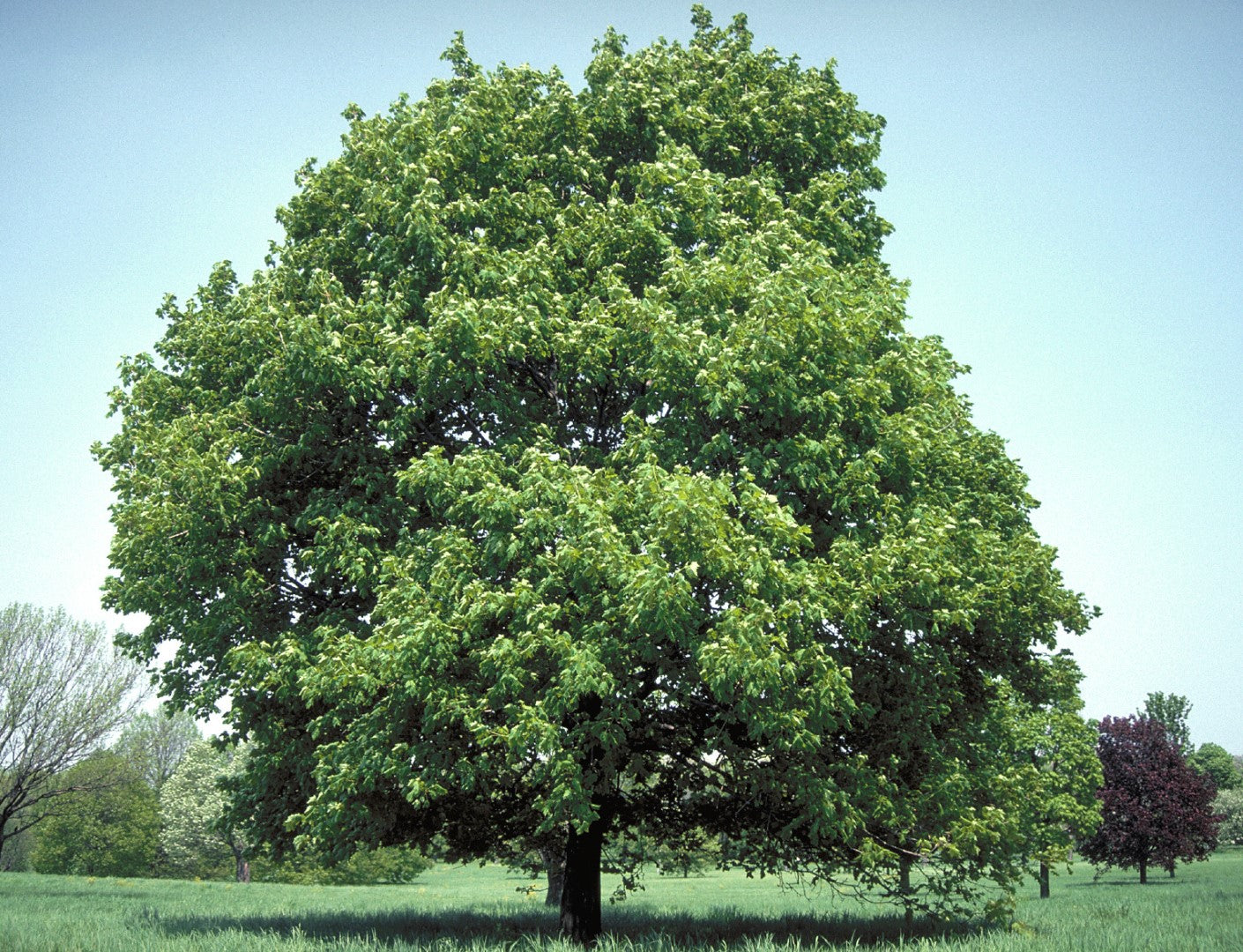 Artar / Paltin de camp / Acer platanoides / - Gradina Noastra