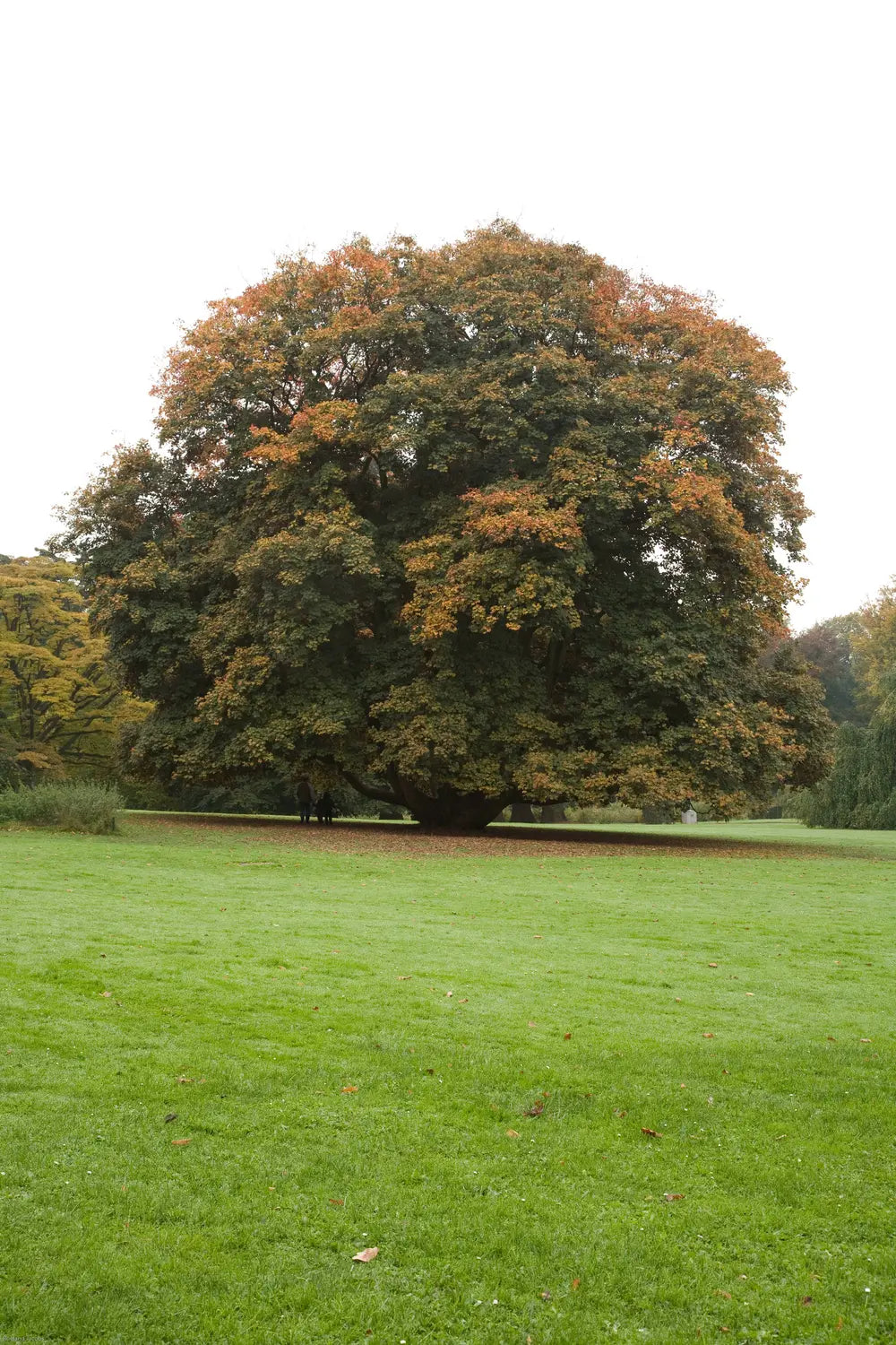 Paltin de munte "Atropurpureum " 3.00 - 3.50 m / Acer pseudoplatanus "Atropurpureum"/ by gradina-noastra