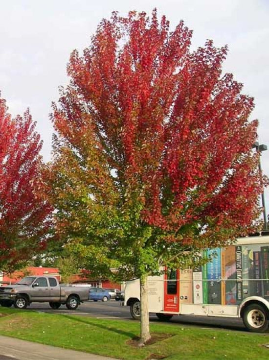 Artar rosu „Morgan” 2.00 - 2.50 m / Acer x freemanii „Morgan” / by gradina-noastra