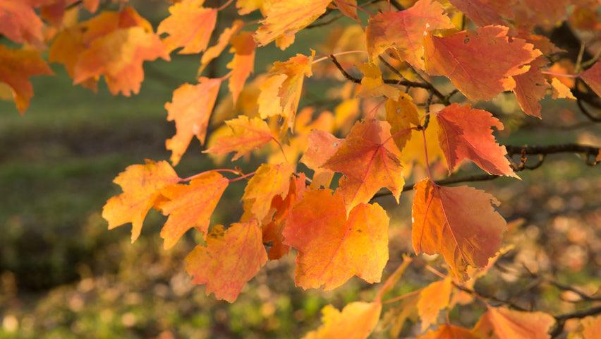 Artar rosu „Scalon” 2.50 - 3.50 m / Acer rubrum „Scalon” / gradina-noastra