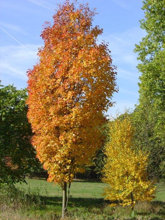 Artar rosu „Scalon” 2.50 - 3.50 m / Acer rubrum „Scalon” / gradina-noastra
