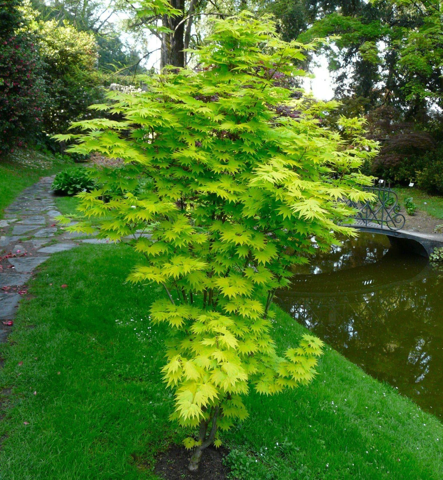 Artar japonez "Jordan" 1.50 - 1.70 m / Acer shirasawanum "Jordan" / - Gradina Noastra
