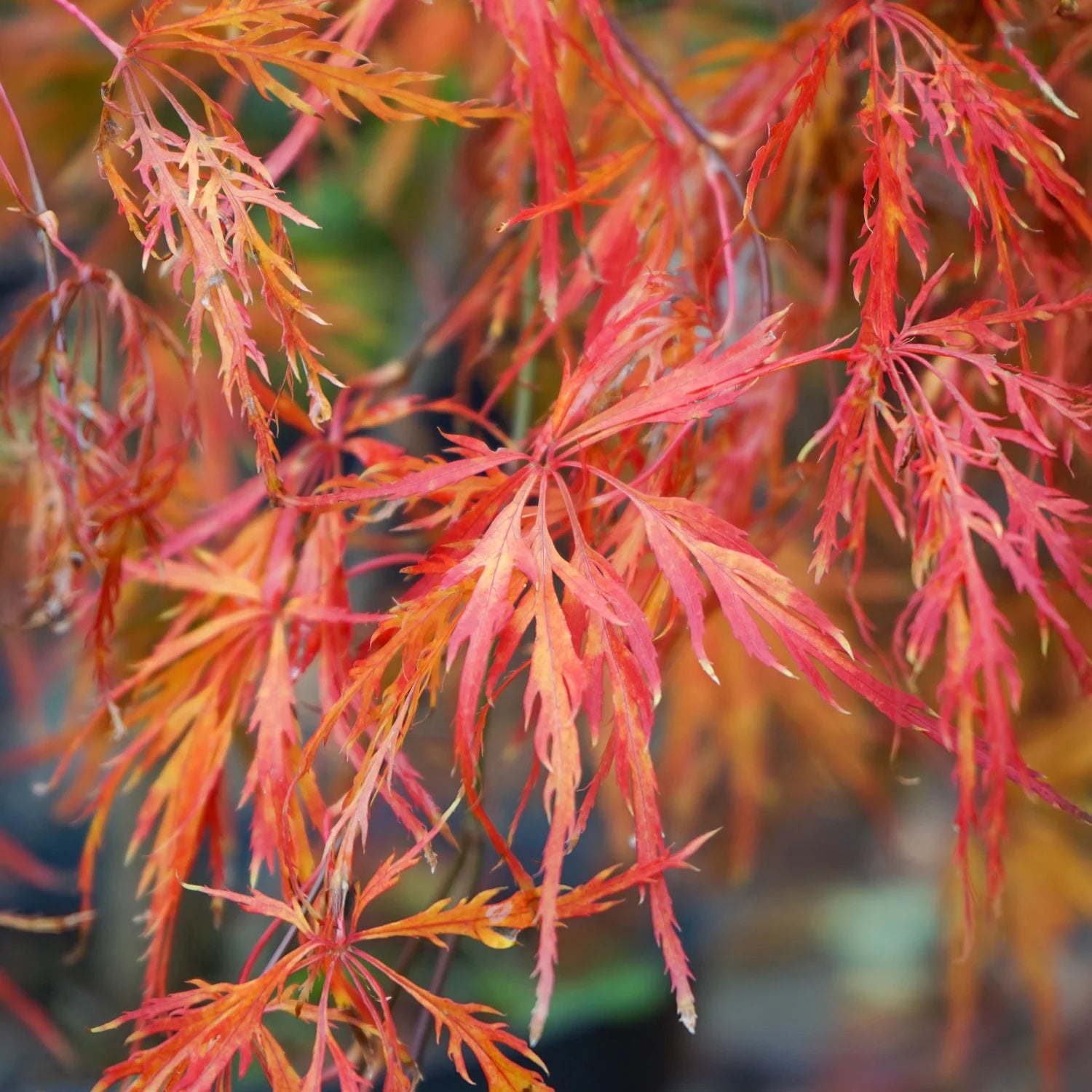 Artar japonez "Viridis" / Acer palmatum dissectum "Viridis" /