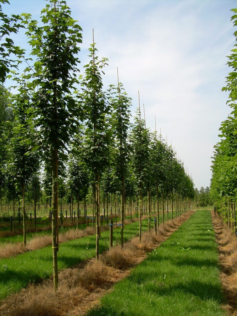 Paltin de munte "Bruchem" 3.00 - 4.00 m / Acer pseudoplatanus "Bruchem"/ by gradina-noastra