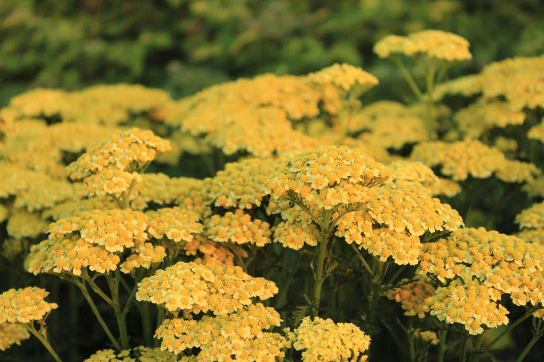 Achillea millefolium "Sunny Seduction" ® 0.10 - 0.20 m by Gradina Noastra