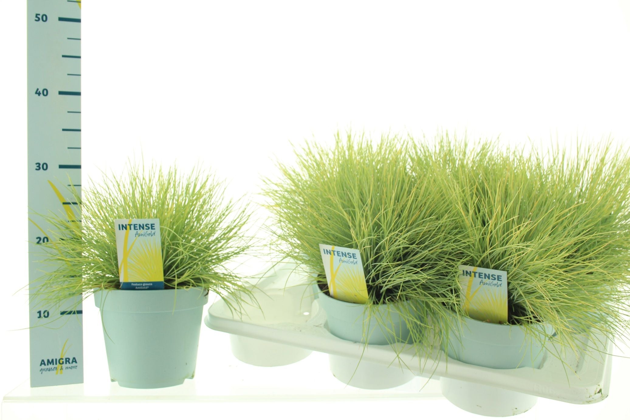 Iarbă albastră "Ami Gold" - / Festuca glauca "Ami Gold"/ by gradina-noastra