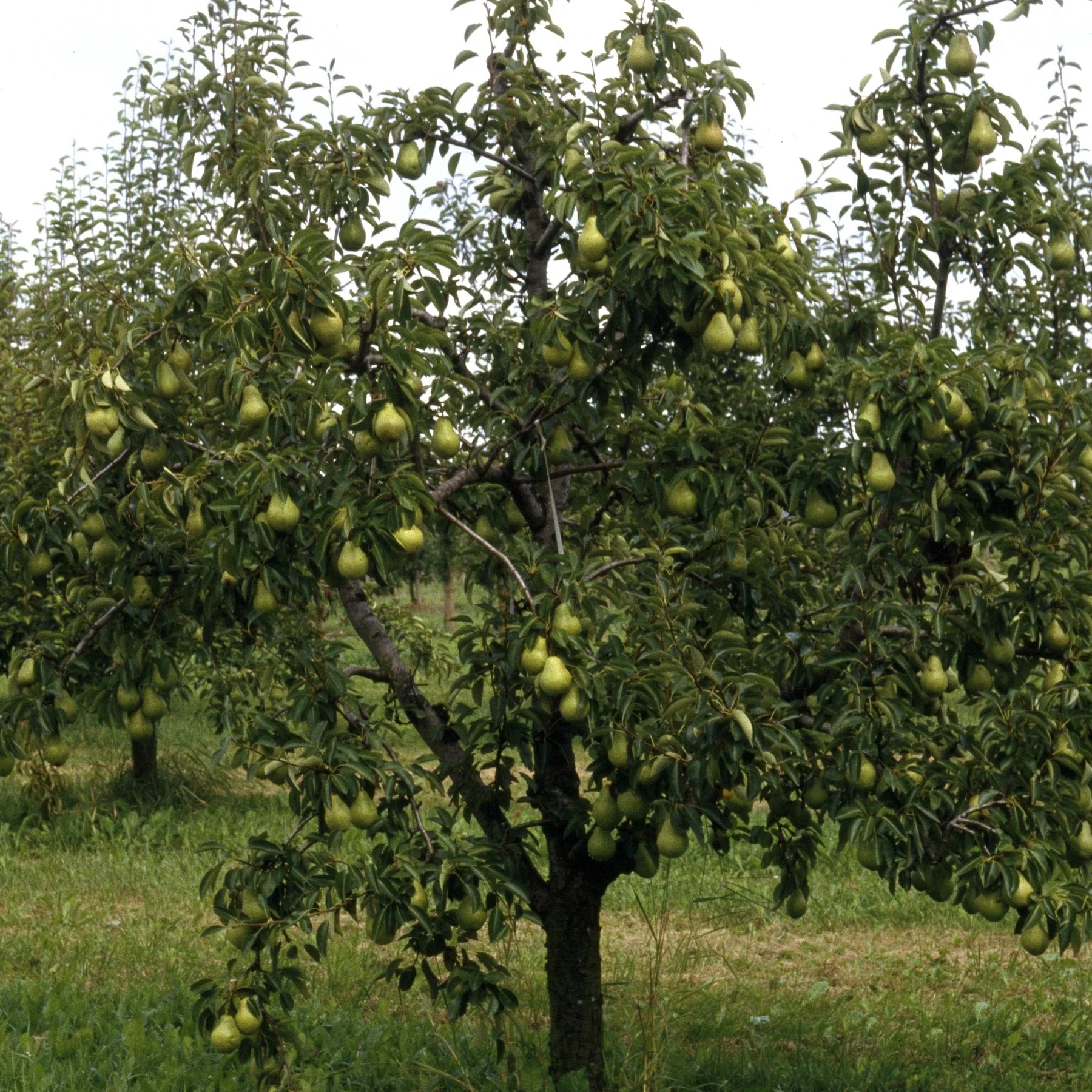 Par „William’s” / Pyrus communis „William’s” /
