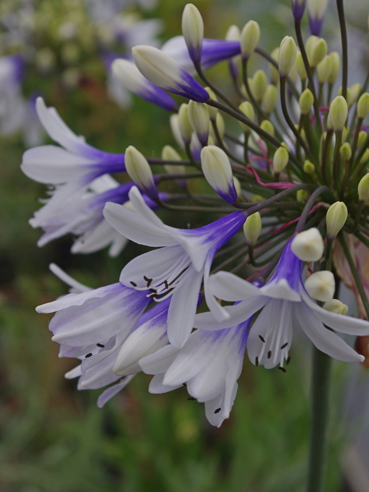Agapanthus mix