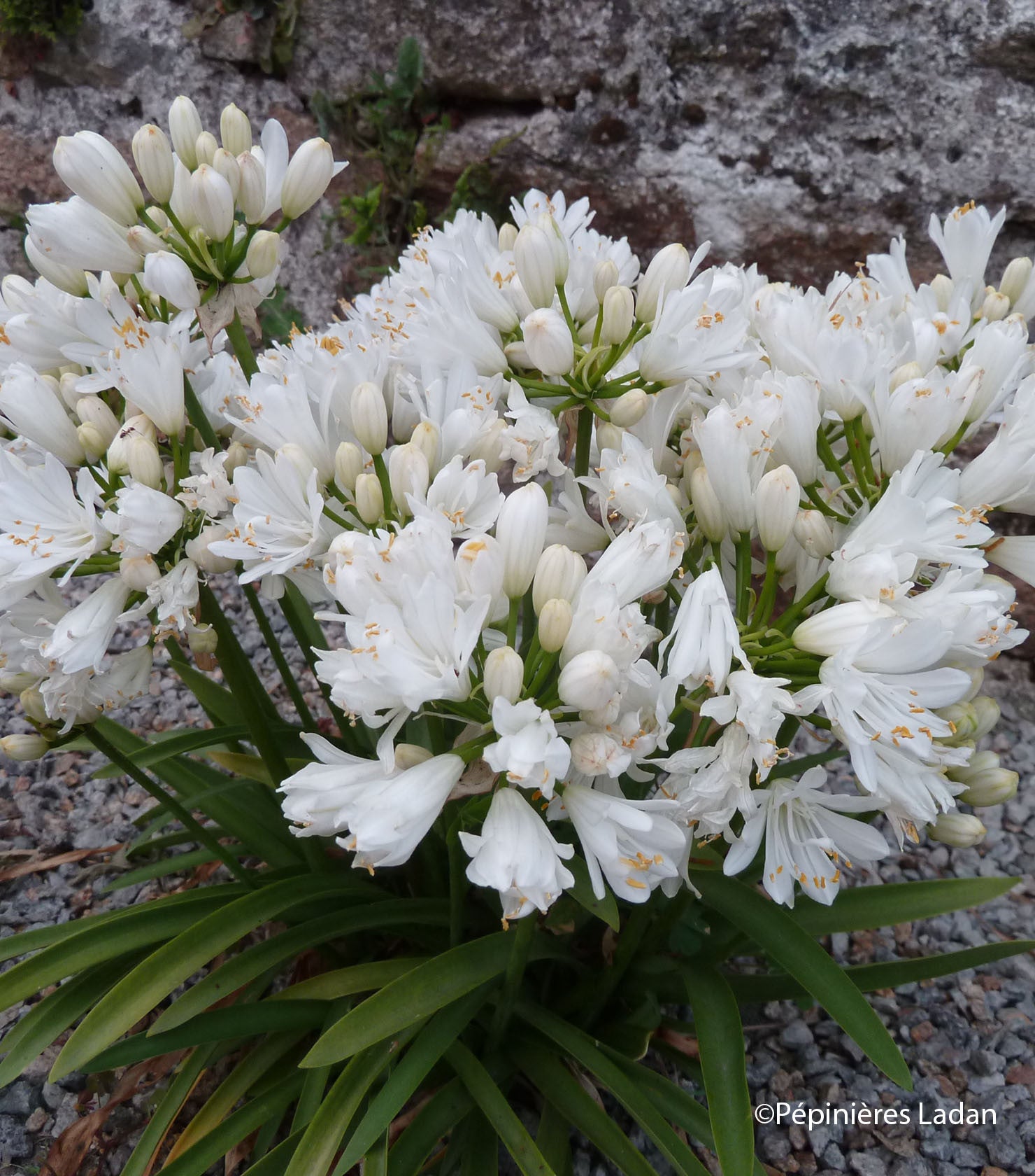 Agapanthus "Double Diamond" ® 0.10 - 0.20 m by Gradina Noastra