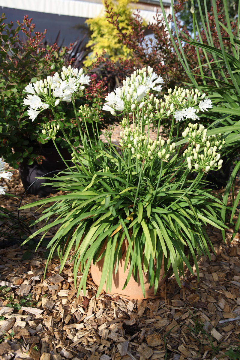 Agapanthus "Double Diamond"