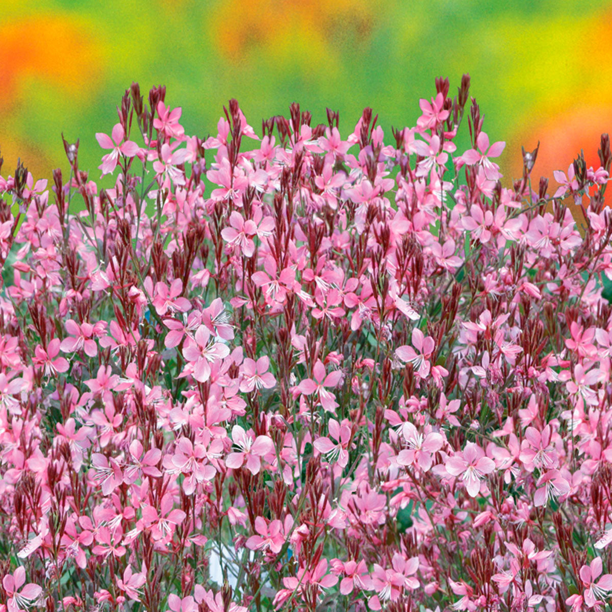 Gaura lindheimeri "Passionate Blush" by Gradina Noastra