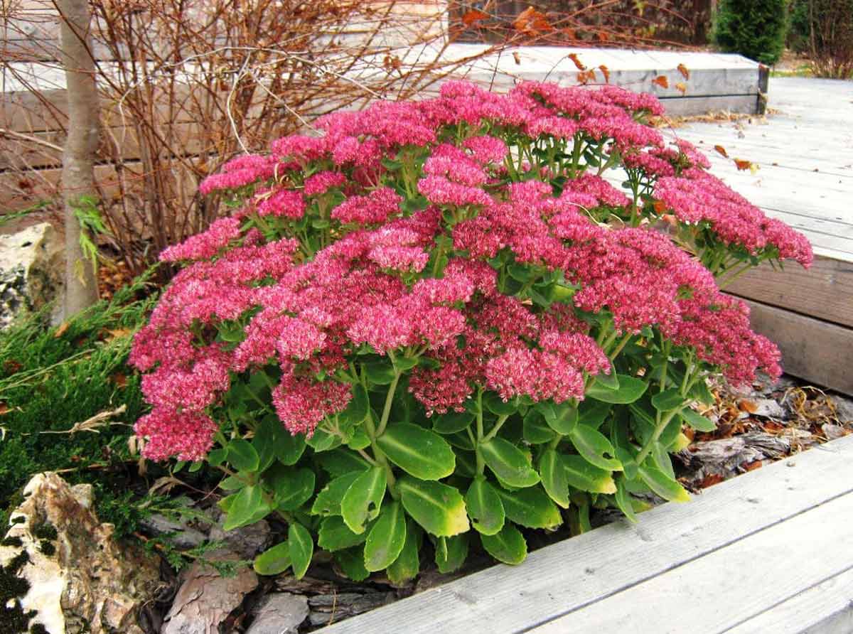 Iarba grasa "Carl" 0.10 - 0.20 m / Sedum spectabile "Carl"/ by gradina-noastra