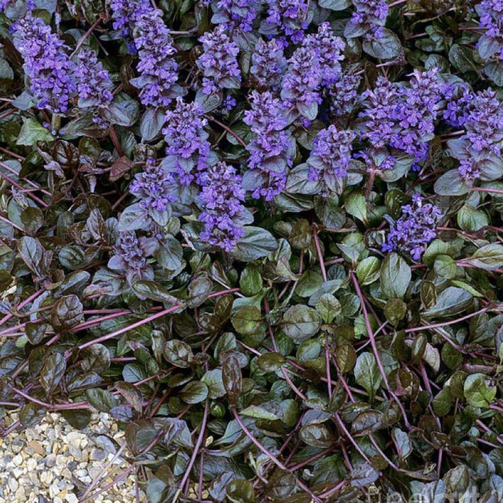 Ajuga reptans "Braunherz" 0.10 - 0.20 m by Gradina Noastra