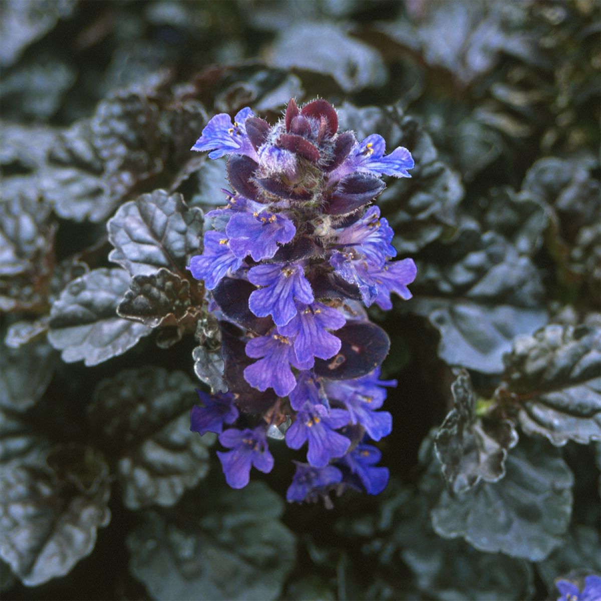 Ajuga reptans "Braunherz" 0.10 - 0.20 m by Gradina Noastra