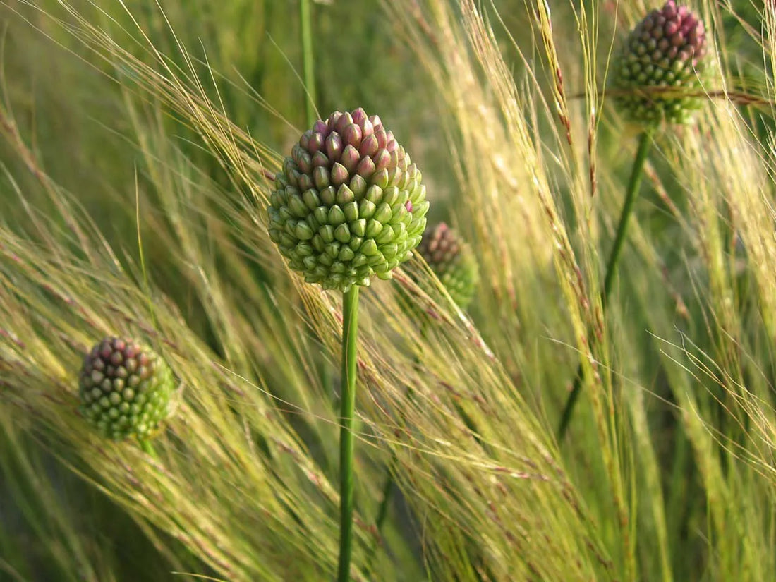 Allium sphaerocephalon by Gradina Noastra