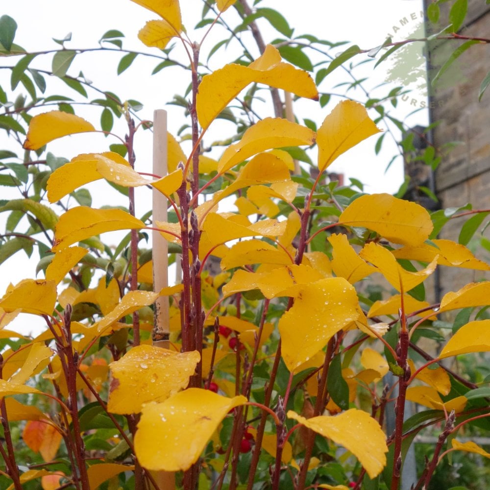 Arbore de stafide "Obelisk" 1.50 - 1.70 m / Amelanchier alnifolia "Obelisk"/ by gradina-noastra