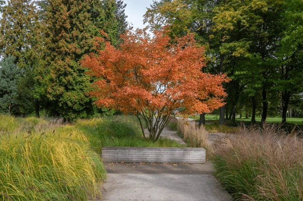 Arbore de stafide 2.00 - 2.50 m / Amelanchier lamarckii / by gradina-noastra