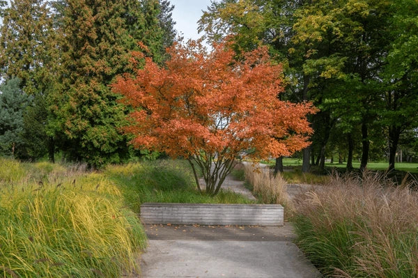 Arbore de stafide 2.00 - 2.50 m / Amelanchier lamarckii /