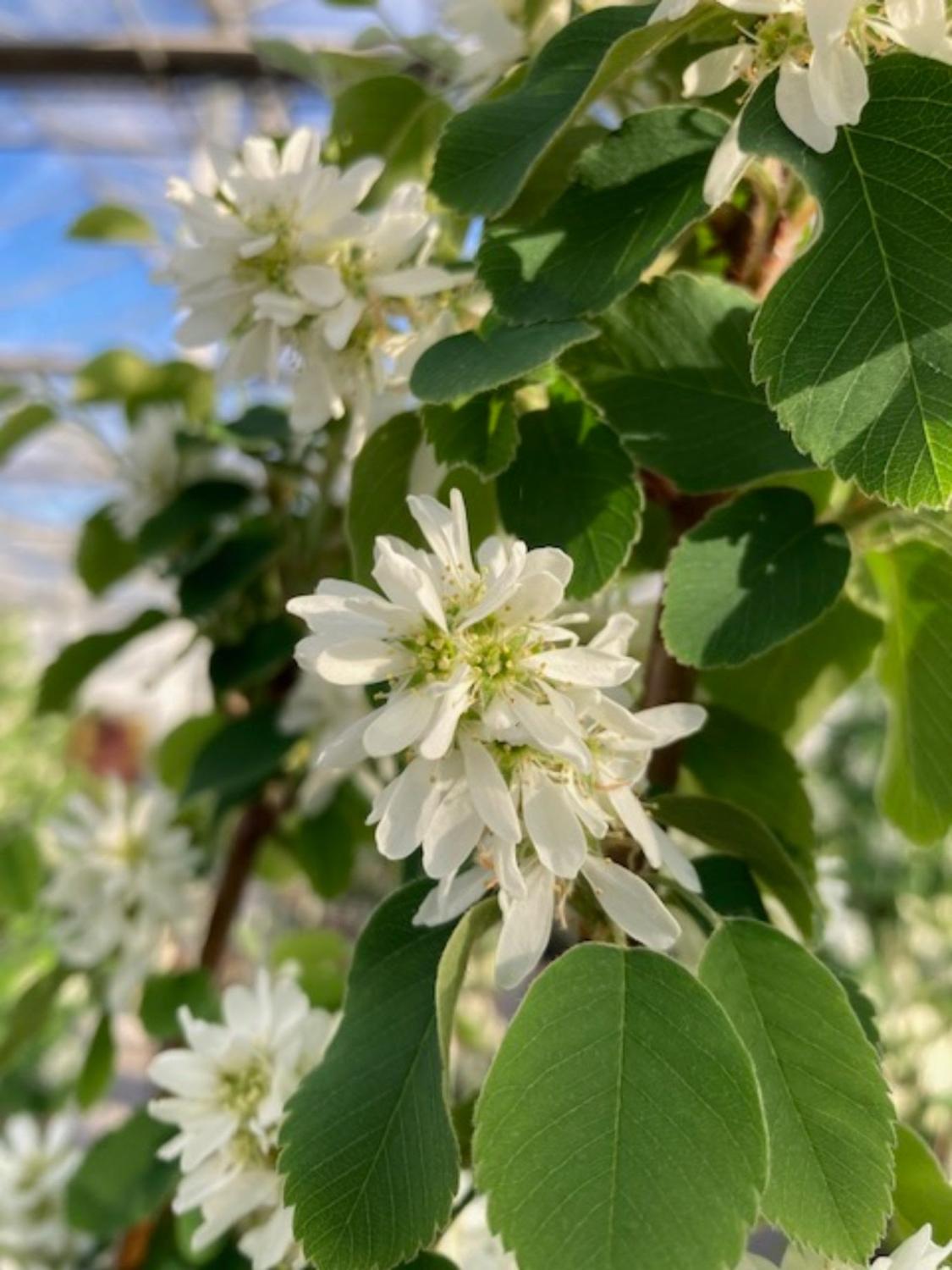 Arbore de stafide "Obelisk" 1.50 - 1.70 m / Amelanchier alnifolia "Obelisk"/ by gradina-noastra